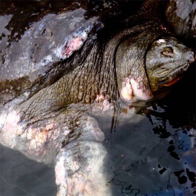 Legendäre Riesenschildkröte gefangen