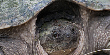 schnappschildkr&ouml;te