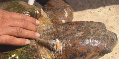 Wegen Selfies: Touristen qu&auml;len Schildkr&ouml;te