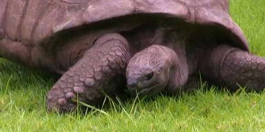 Schildkr&ouml;te Jonathan