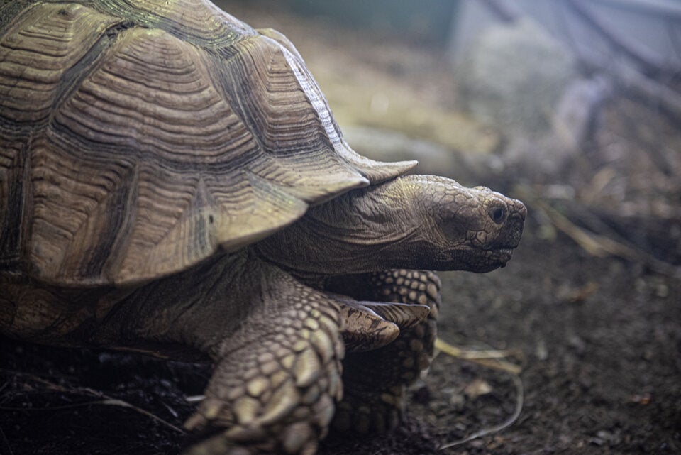 Eine Spornschildkröte und viele weitere exotische Tiere wurden befreit.