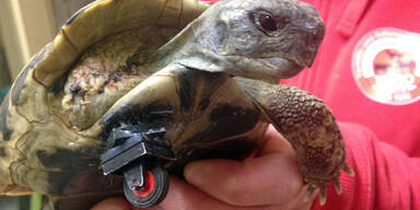 Schildkröte erhielt Lego-Prothese