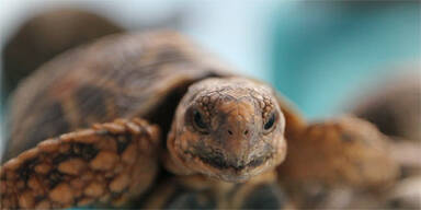 Mystische Schildkr&ouml;te in Hanoi gesichtet