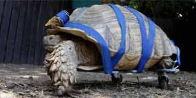 Rollstuhl für behinderte Schildkröte
