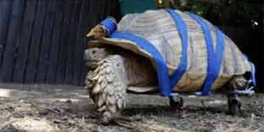 Rollstuhl für behinderte Schildkröte