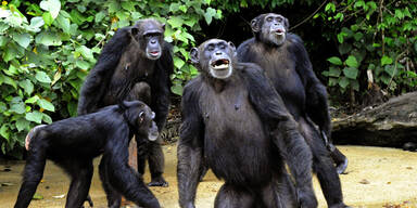 Labor-Affen verhungern auf Insel