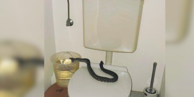 schlange ins klo.PNG