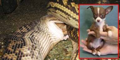 Hier frisst eine Schlange ein Hundebaby