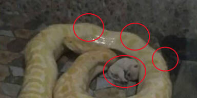 China-Zoo verf&uuml;ttert Welpen an Python