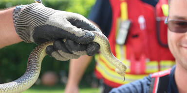 Schlange Bezirk M&ouml;dling