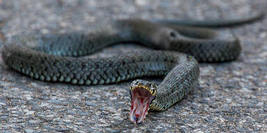 Schock bei Polterabend: Mann von Kreuzotter in Zunge gebissen