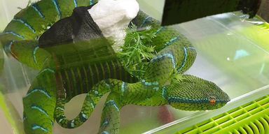 43 Giftschlangen in Gep&auml;ck am Wiener Flughafen entdeckt