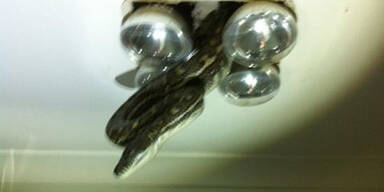 4-Meter-Schlange kroch aus Badezimmer-Lampe