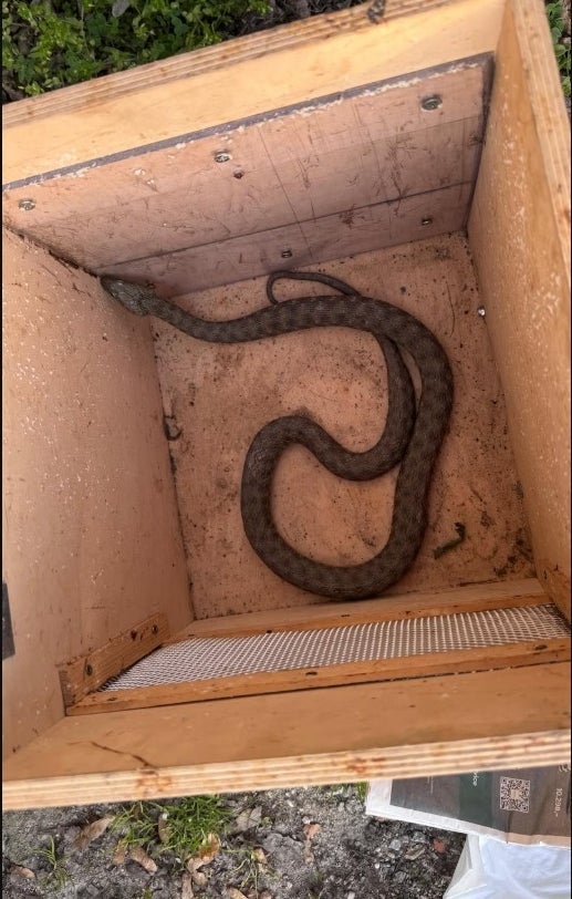 Riesen-Natter verirrte sich in Haus