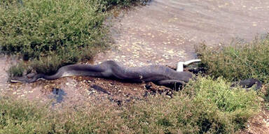 Schlange verschlingt ganzes Krokodil