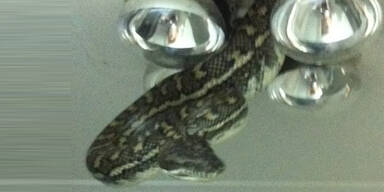 4-Meter-Schlange kroch aus Badezimmer-Lampe