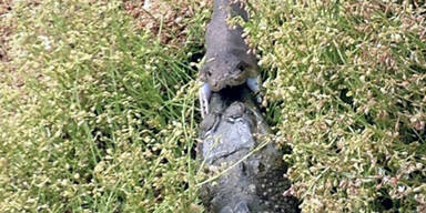 Schlange verschlingt ganzes Krokodil