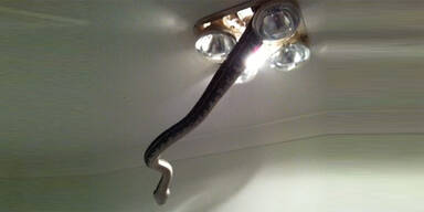 4-Meter-Schlange kroch aus Badezimmer-Lampe