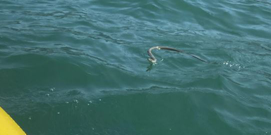 Schlange im Wolfgangsee