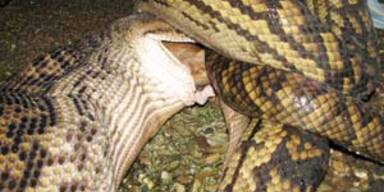 Hier frisst eine Schlange ein Hundebaby