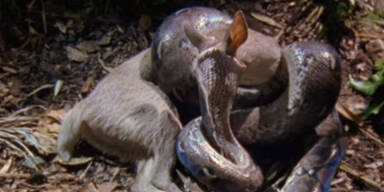 Hier frisst die l&auml;ngste Schlange ein Reh