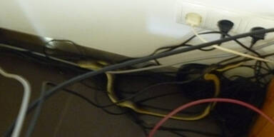 Schlangen-Alarm in Österreich