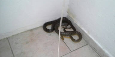 Schlangen-Alarm in Österreich