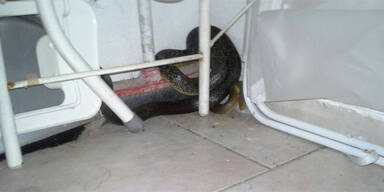 Schlangen-Alarm in Österreich