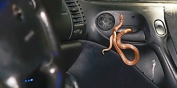 Schlange kroch während Autofahrt aus Lüftung