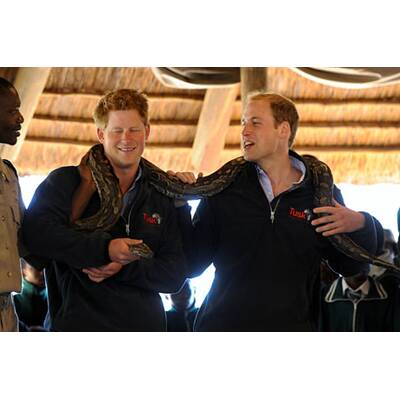 Vuvuzela & Raubtiere: William & Harry in Afrika
