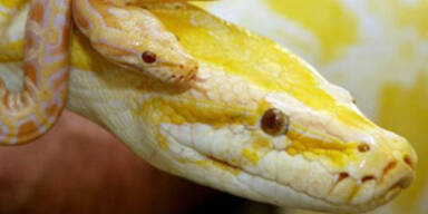 schlangen