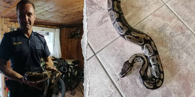 K&ouml;nigspython auf Wanderweg in Salzburg entdeckt
