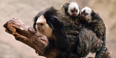 Süßer Nachwuchs im Zoo Schmiding