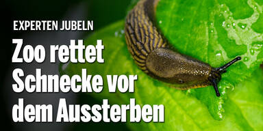 Zoo rettet Schnecke vor dem Aussterben