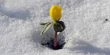 Der Schnee kommt nach Tirol zurück