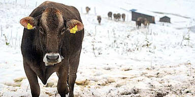 Sommer ade: Erster Schnee schon da
