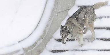 Schneewalze über Österreich