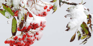 30 cm Neuschnee in Österreich