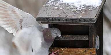Schneewalze über Österreich