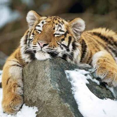 Österreich versinkt im Schnee