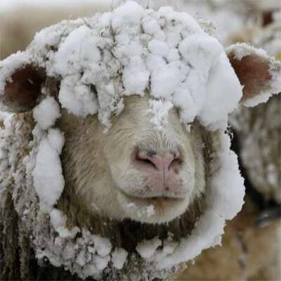 Schnee in Österreich