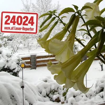 So verschneit ist Österreich: Wien-Umgebung