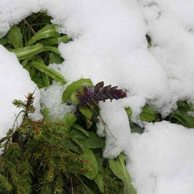 Kälte-Schock: Schnee im Juni