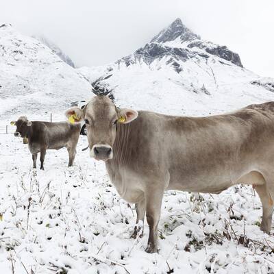 Es schneit in Österreich