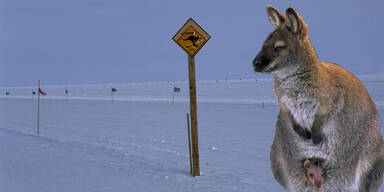 Schneefall in Australien
