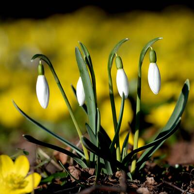Österreich erblüht