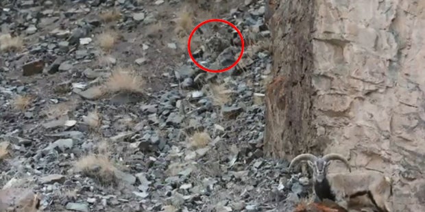 Auf diesem Bild versteckt sich ein Schneeleopard - finden Sie ihn?