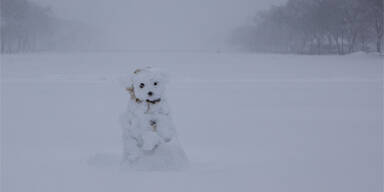 schneemann