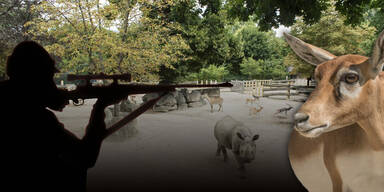 Sch&ouml;nbrunn Antilope Header