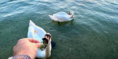 Schw&auml;ne f&uuml;ttern ist verboten.